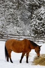 Bay quarter horse in a paddock feeding on hay in the winter beside a snow covered forest