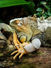 iguana in the jungle