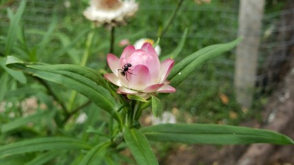 flor rosa com inseto