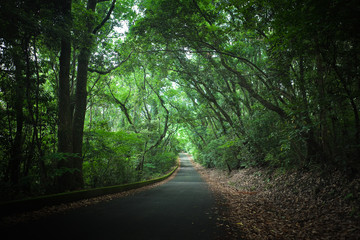 Naklejka premium 山中のサイクリングロード