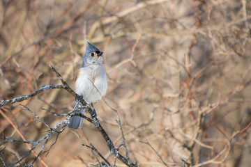 Tufted titmouse perched on narrow branch