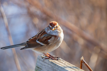 Close up portrait of American tree sparrow