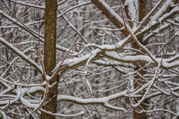 Tree branches covered in fresh snow