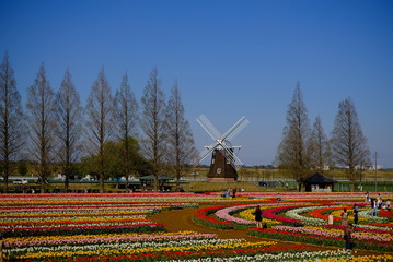 春 チューリップ畑 風車 日本 柏 あけぼの山農業公園 千葉 spring 春