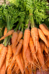 Carrots in the fresh market from the organic farm