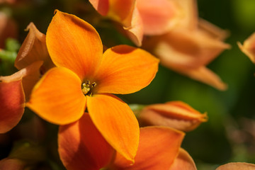 Fototapeta premium Close up of orange kalanchoe flower