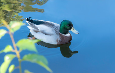 The duck green head, mallard is swimming on the water with happiness. (anas platyrhynchos)