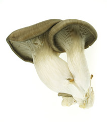 Fototapeta premium oyster mushroom isolated on white background