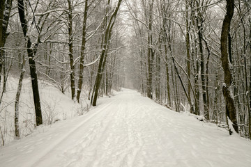 A trail in snowy forest in winter Michigan tree covered by snow