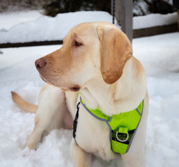 Yellow Labrador retriever portrait sitting on the snow
