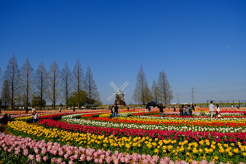 春 チューリップ畑 風車 日本 柏 あけぼの山農業公園 千葉 spring 