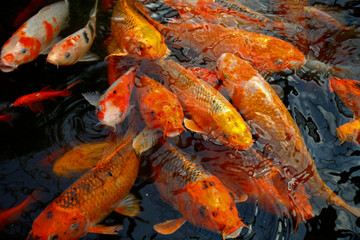 Obraz na płótnie Canvas Goldfish in the pond