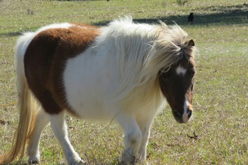Shetland pony horse on Florida farm, closeup