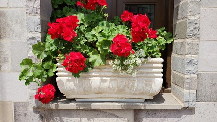 vaso com flores vermelhas
