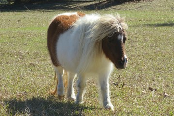 Naklejka na ściany i meble Pony horse in the field on Florida farm, closeup 