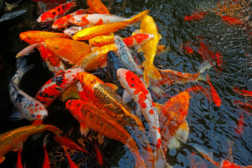 Goldfish in the pond