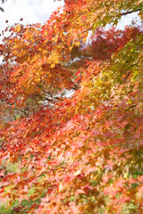 イロハモミジの紅葉