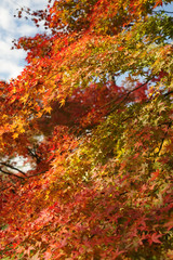 イロハモミジの紅葉