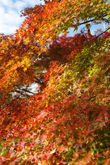 イロハモミジの紅葉