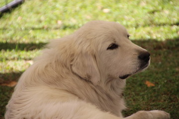Large White Golden Retriever Dog