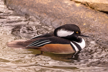 Bird. Duck. The hooded merganser. Small north  American duck,