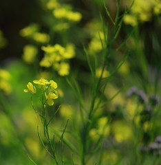 flowers of indian mustard or oriental mustard (brassica juncea) in the field, countryside of west bengal, india