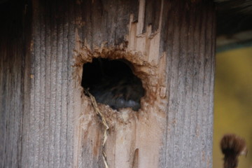 Close up of a birdhouse door or entry opening