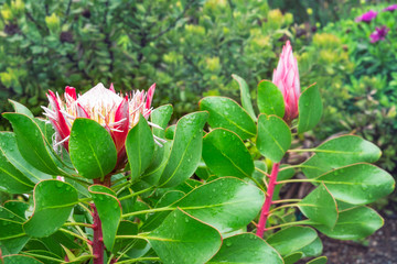 King Protea flower in the rain - Australian native flowers- at Mount Tomah Botanical Garden in the Blue Mountains, NSW, Australia.