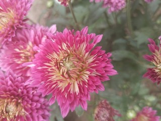 Pink Red Yelow white Flower Gurden