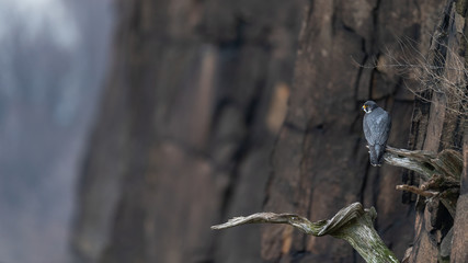 A Peregrine Falcon perched on a cliff.