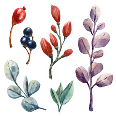 Watercolor botanical set
