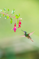 White-throated Mountain-gem Lampornis castaneoventris