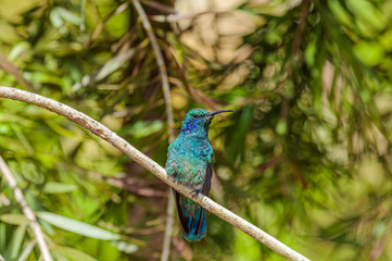 Green Violetear Colibri thalassinus