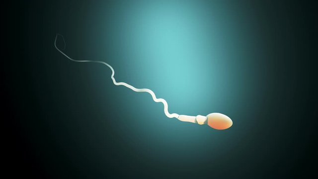 Fertilization, sperm marathon to fertilize the egg