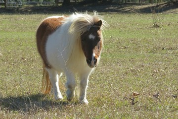 Fototapeta na wymiar Pony horse on the field