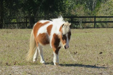 Little shetland pony horse on Florida farm, closeup 