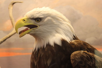 Bald Eagle Close Up Displayed in Public Natural History Museum