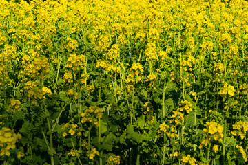 Rapeseed - Brassica napus - are blooming in countryside of Fukuoka prefecture, JAPAN.