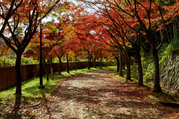 Naklejka premium 紅葉するイロハモミジの通り抜け