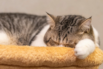 white and brown  scottish fold cat a sleeping on the bed with grey background.