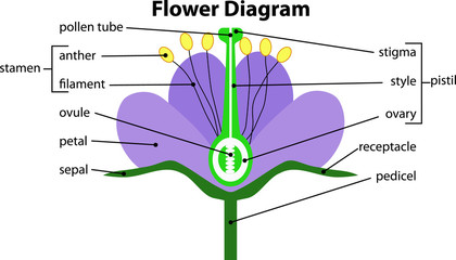 Obraz premium diagram of a flower structure