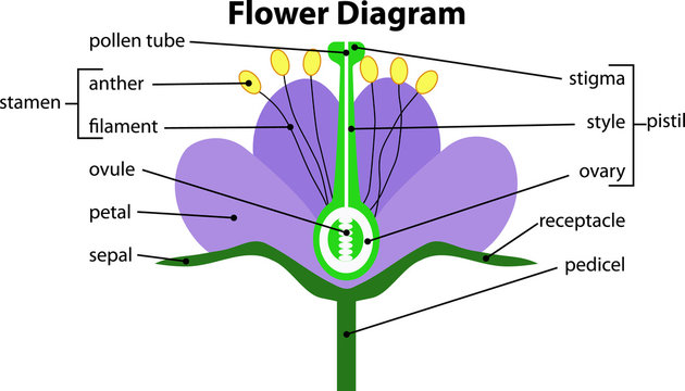 diagram of a flower structure