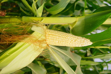 Corn pods on the corn plant,corn field in agricultural garden, pods corn on trunk