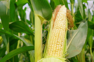 Corn pods on the corn plant,corn field in agricultural garden, pods corn on trunk