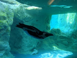 Penguin at acquarium