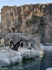 Penguins on the rocks