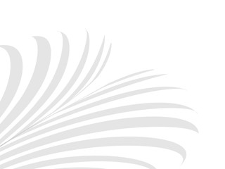 Coconut leaves shadow on white background for abstract background