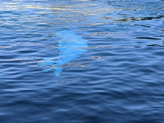 Beluga whale hiding in plain site