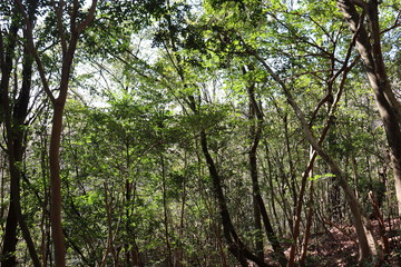 Fototapeta premium 猿投山の登山の景色