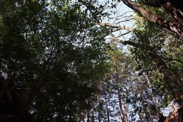 猿投山の登山の景色